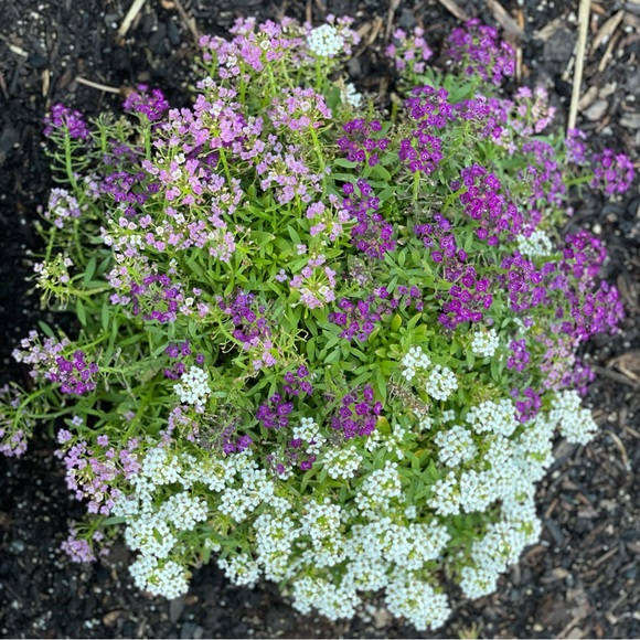 Hello + Welcome to my Little Homestead 👋 - Picture 14 of 16